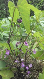 Burvīgi violetās pupas